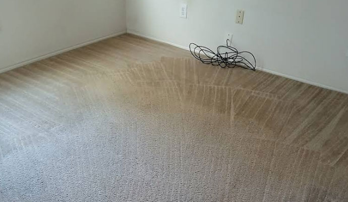 DIY Carpet Cleaning in Action