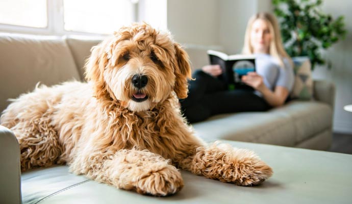 Pet on couch