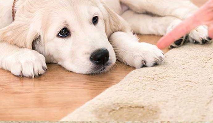 Carpet Odor Removal Services | Refresh Your Home Air
