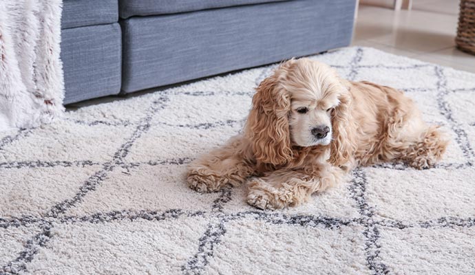 Pet on rug