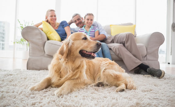 Pet odor treatment service