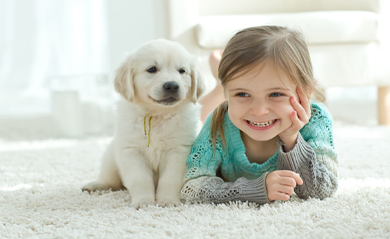 pet odor remove