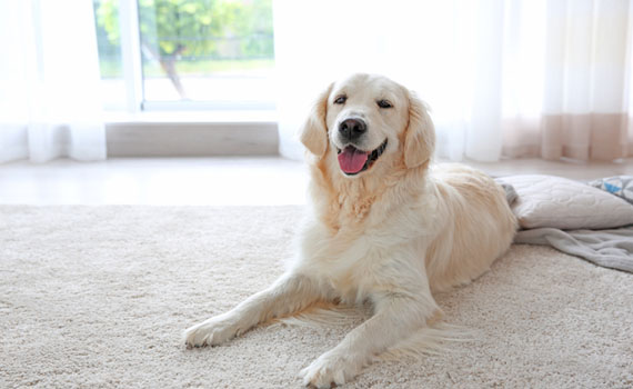 pet stain remove