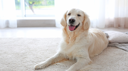 dog sitting on a carpet in a living room