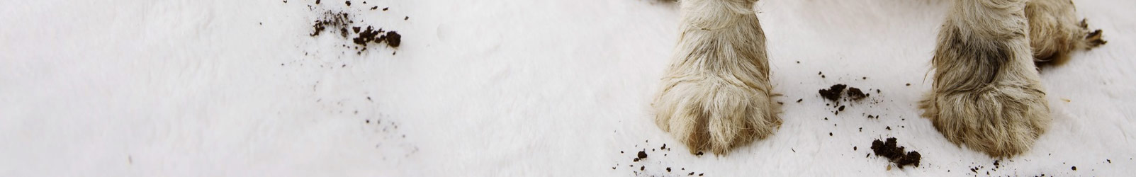 Pet Odor on Carpet